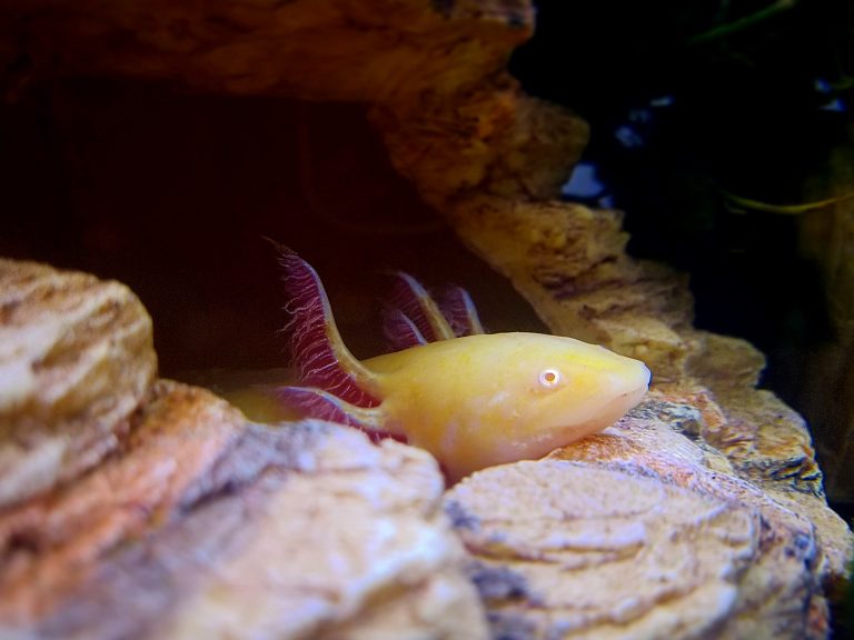 How Long Does it Take for an Axolotl to Grow? [The Axolotl’s curious stages of growth!]